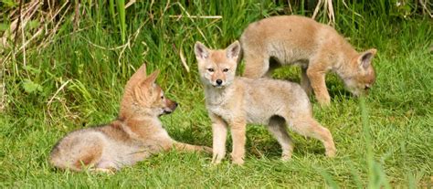 Coyote Hunting Tips: How to Hunt Coyotes | Academy