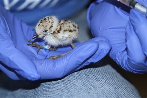 Western Snowy Plover - International Bird Rescue