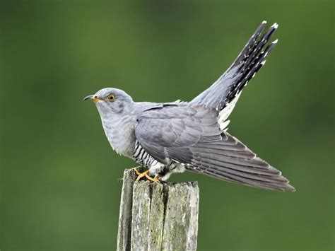 Cuckoo Bird Facts (Cuculus canorus) | Bird Fact