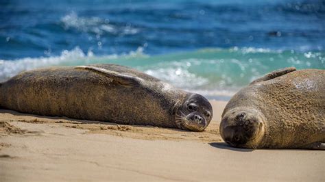 Endangered Species Act | The Marine Mammal Center