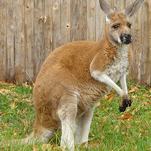 Red Kangaroo Fact Sheet | racinezoo.org