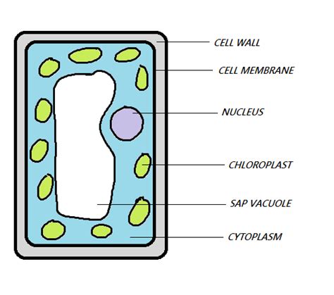 Palisade Labeled Cell Diagram - ClipArt Best