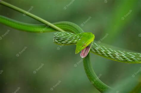 Premium Photo | Green Vine Snake