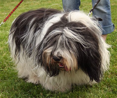 Beautiful Polish Lowland Sheepdog photo and wallpaper. Beautiful ...