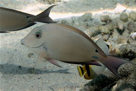 Surgeonfishes/Tangs (Acanthuridae) in aquarium