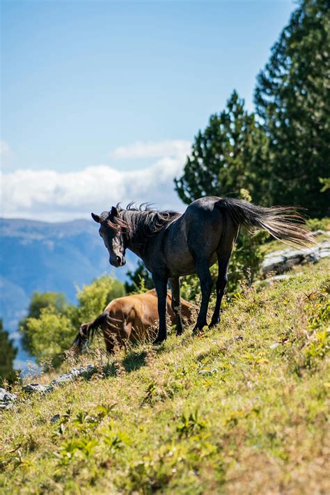 Brown Horse on Grass Field · Free Stock Photo