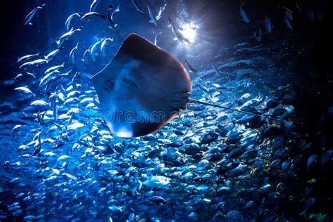 Big Stingray Swimming with a Group of Fish in an Aquarium at the Aquarium, during the Feeding ...