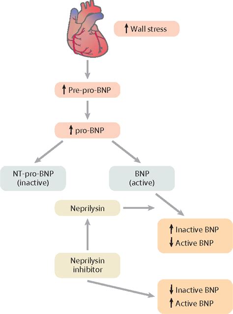 Figure 2 from Neprilysin Inhibitors: Emerging Therapy for Heart Failure. | Semantic Scholar