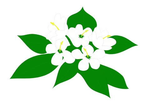 Flowers Illustrations Clip Art Sampaguita Flower - Clip Art Library