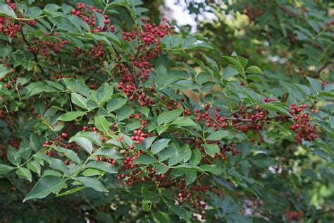 Shrub tree seed - Organic Zanthoxylum Simulans 100 Seeds Szechuan Sichuan Pepper | Pepper plants ...