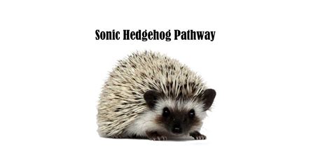 Sonic Hedgehog pathway - Pathology Made Simple