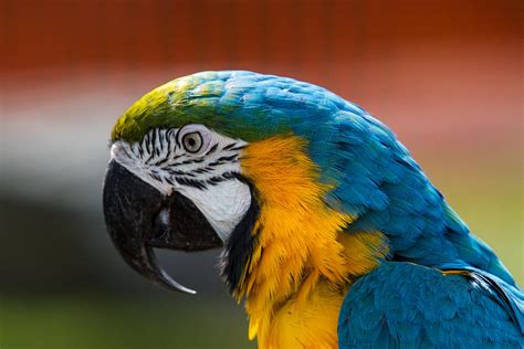 Macaw Tropical Bird Photograph by Eleanor Abramson