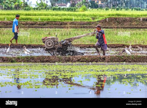 Harvesting Rice High Resolution Stock Photography and Images - Alamy