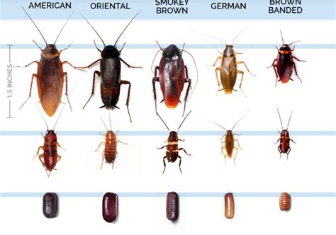 5 Signs You Have a Cockroach Infestation - Bon Accord London