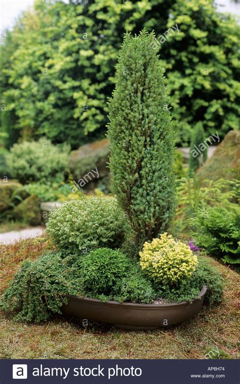 Captivating Dwarf Conifers in Container: Juniperus communis 'Compressa'