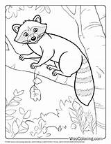 100  Raccoon coloring pages Free PDF To Print Woo Coloring sketch template