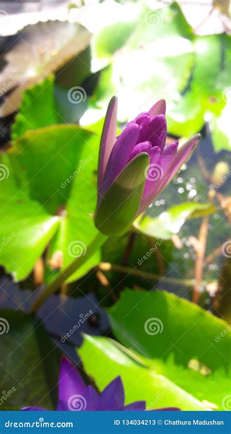 Nil Manel Flowers Sri Lanka Stock Image - Image of primary, groups ...