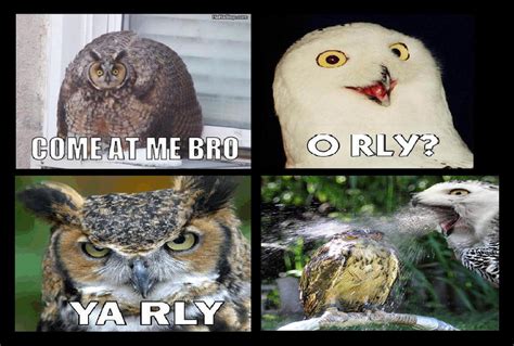 Owl Meme Comic by Equinox029 on DeviantArt