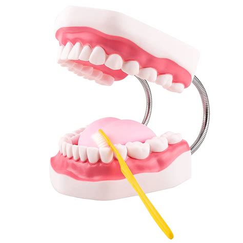 Educational Human Mouth Dental Teeth Tongue Model School Teaching Aids for Kids Learning Other ...