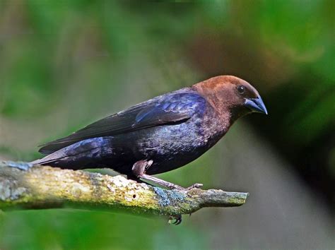 Brown-headed cowbird - song / call / voice / sound.