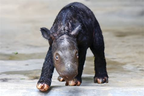 Critically endangered Sumatran rhino born in Indonesia - TechCodex