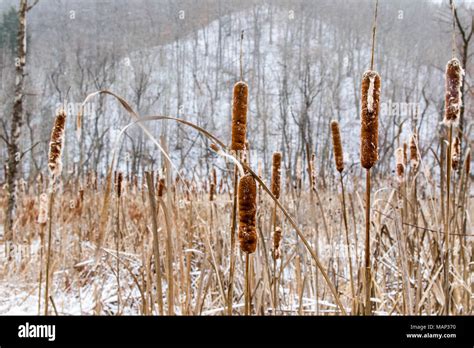 A field of cattails in winter Stock Photo - Alamy