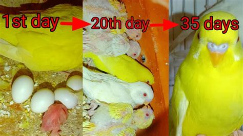 BUDGIE GROWTH STAGES | First 45 days of Babies Timelapse. - YouTube