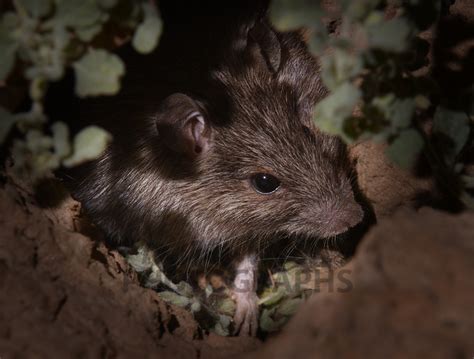 Buy Long-haired Rat Image Online - Print & Canvas Photos - Martin Willis Photographs