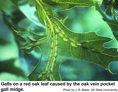 Oak Vein Pocket Gall Midge | NC State Extension Publications