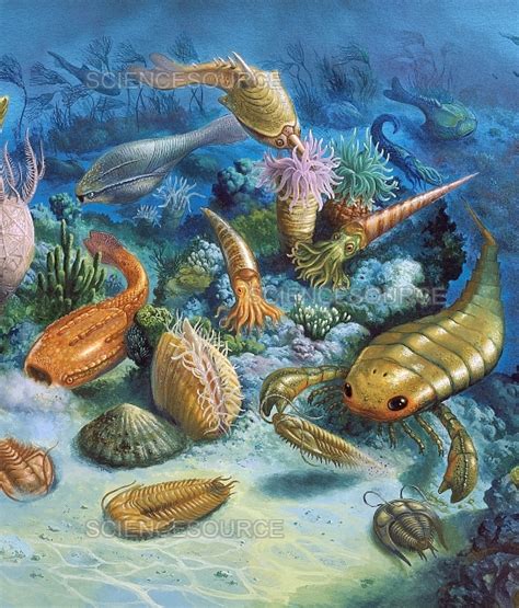 Life of the Paleozoic Period | Stock Image - Science Source Images