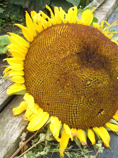 Me, You and Magoo: September on the allotment: super sunflowers and losing the battle against ...