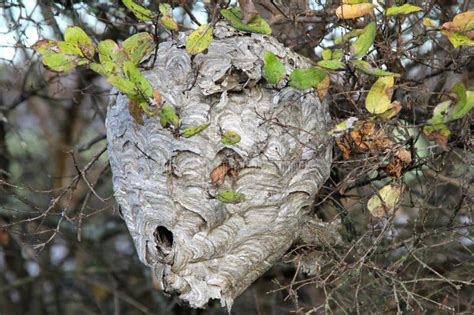 Hornets Nest in Tree stock photo. Image of hornet, blue - 145934802