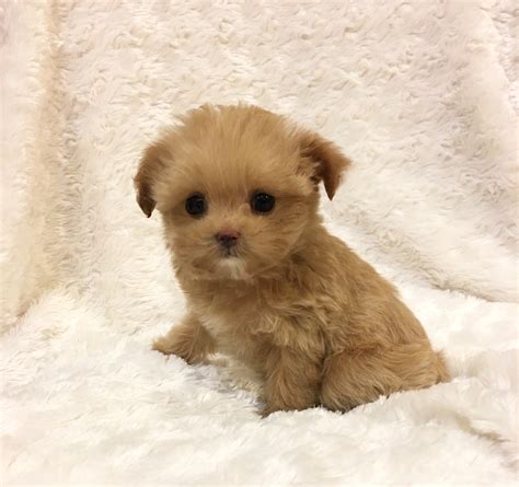 Teacup maltipoo puppy for sale California | iHeartTeacups