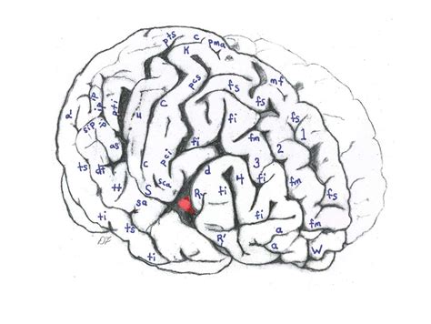 Image Gallery: Einstein's Brain | Live Science