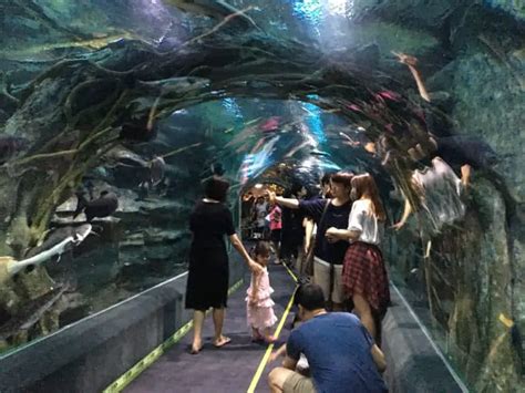 Korea's Lotte World Aquarium: Everything You Need To Know - Full Time Baby