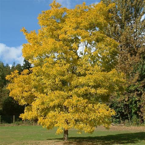 Robinia pseudoacacia 'Frisia' - Big Heart Tree Care