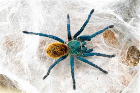 9 Facts About Green Bottle Blue Tarantula