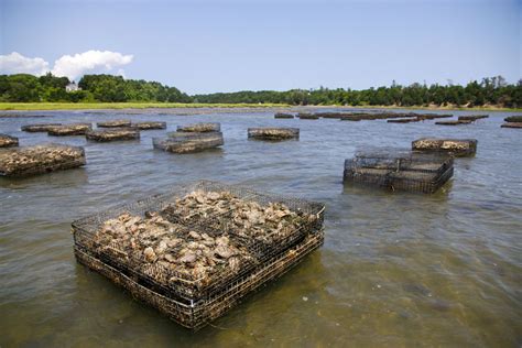 Pleasant Bay Oysters | Oysterology Online — Pangea Shellfish Company | Oyster and Shellfish ...