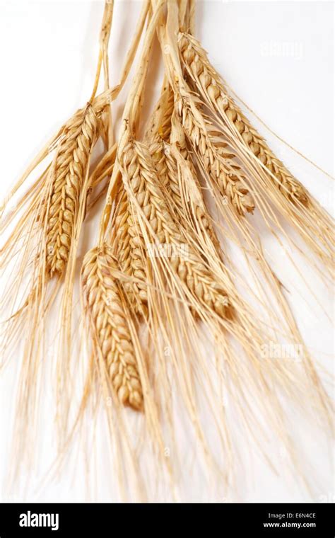 Wheat chaff hi-res stock photography and images - Alamy