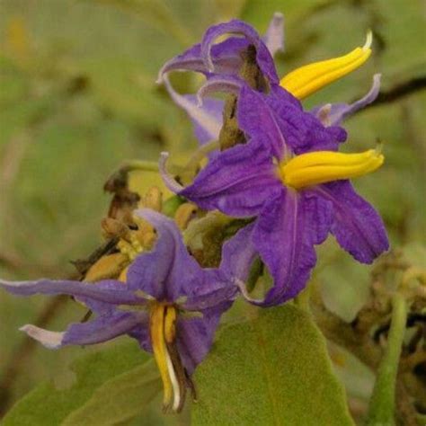 Flora - Gran Sabana | Plants