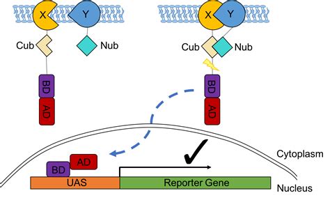 The Yeast Two-Hybrid Assay in Plants - Lifeasible