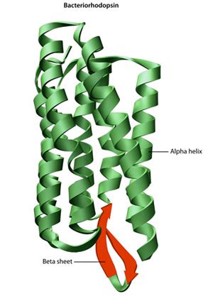 Protein Structure | Learn Science at Scitable