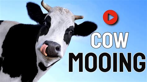 Mooing Cow