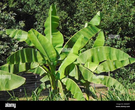 Banana tree with several leaves Stock Photo - Alamy