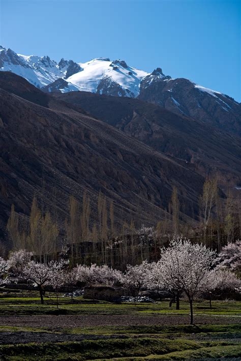 For the love of Hunza's cherry blossoms - Pakistan - DAWN.COM