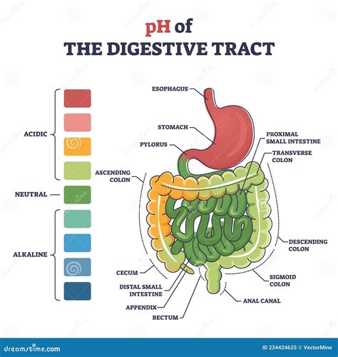 PH Of Digestive Tract With Acidic, Neutral Or Alkaline Colors Outline ...