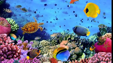 Live fish tank hd screensavers - polizyu