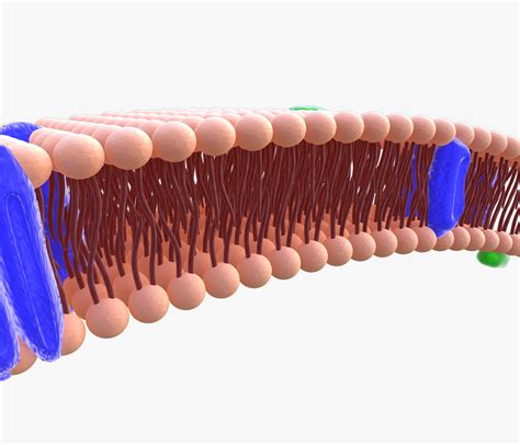 Phospholipid cell membrane animation 3D model - TurboSquid 1399912