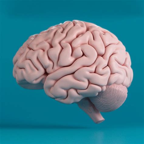 Human Brain 3D Obj - 3D Model | Brain art, Brain painting, Human brain