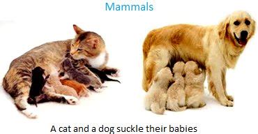 Animals that give Birth to Babies | Common Features of the Mammals